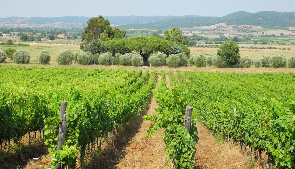 Podere Oslavia Az.Agr.Bio Giannini Alberese Ngoại thất bức ảnh