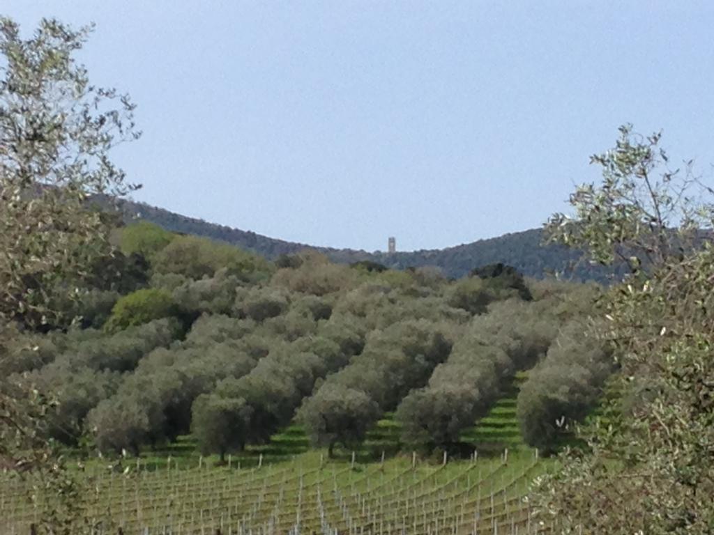 Podere Oslavia Az.Agr.Bio Giannini Alberese Ngoại thất bức ảnh