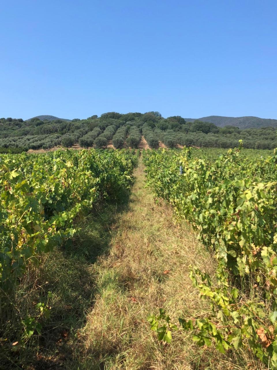 Podere Oslavia Az.Agr.Bio Giannini Alberese Ngoại thất bức ảnh